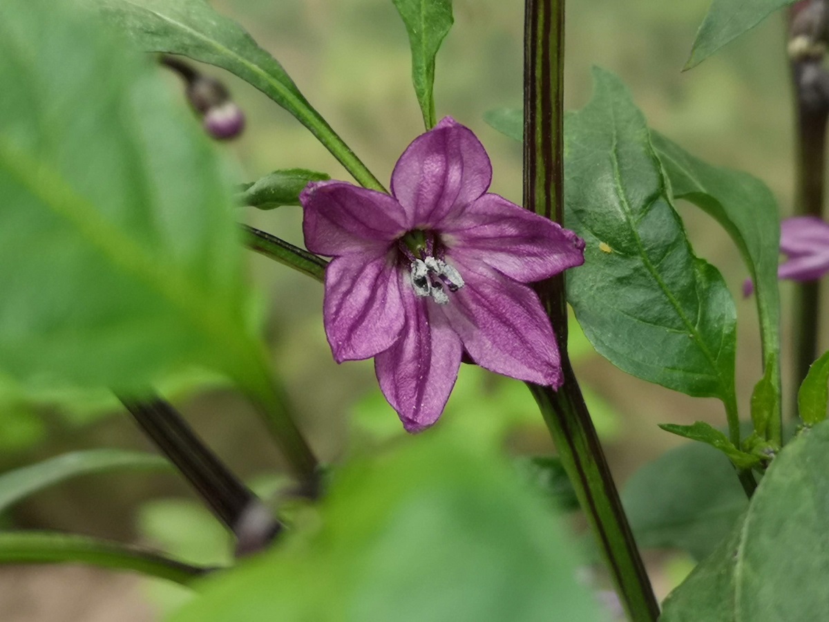 kwiat odmiany Czech black